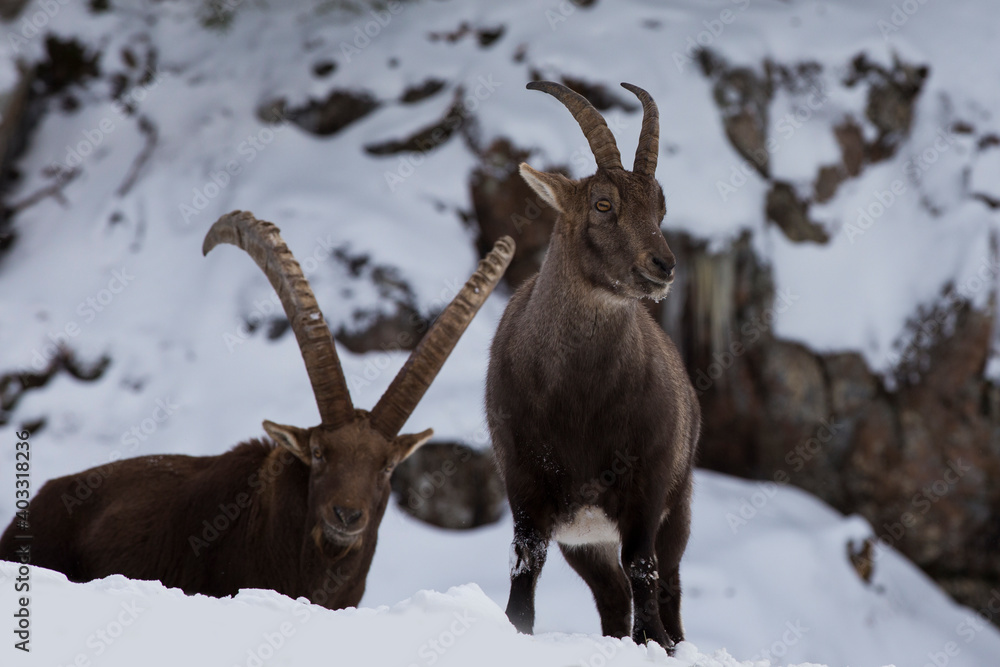 Alpine ibex (Capra ibex) in winter