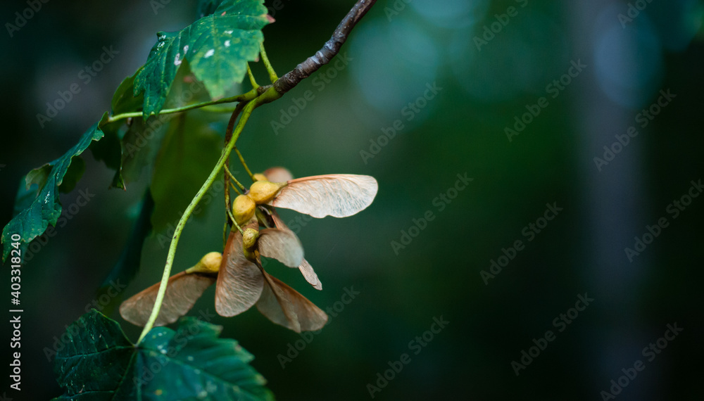Fototapeta premium brązowe owoce klonu - dwuskrzydlaki, noski na gałęzi na ciemno zielonym tle
