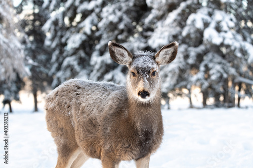 A cute, adorable mule deer seen in Yukon Territory with snow on its back and head in winter time season. 