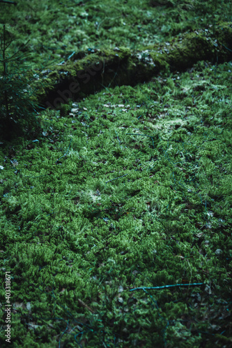 Green moss with a fallen tree in a Norwegian forest.