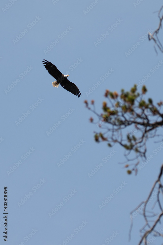 Bald Eagle in Bozeman Montana, Wildlife in Bozeman Bald Eagle in Bozeman Montana, Wildlife in Bozeman