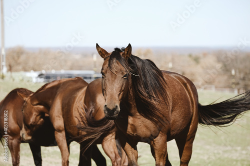 Bay mare with horse herd in rural farm field with Texas landscape blurred in background of quarter horses.