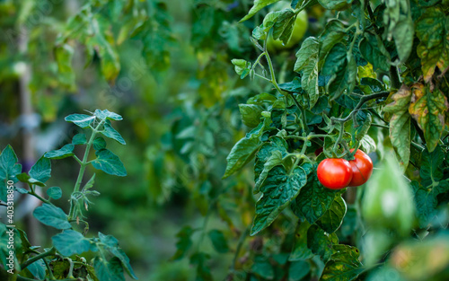 Dwa czerwone pomidory na krzaku w ogrodzie