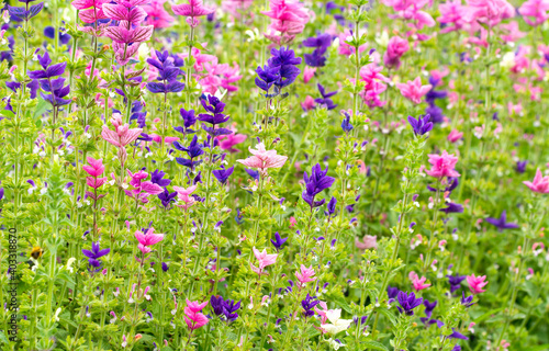 Field of summer flowers photo