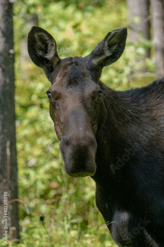 Moose in Bozeman Montana, Mystic Lake Trail © Dylan