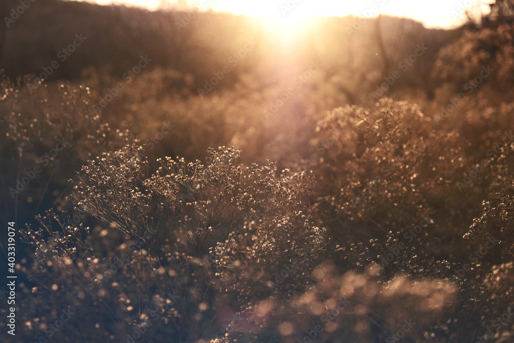 Abstract view of blurred rural field with sunset background.