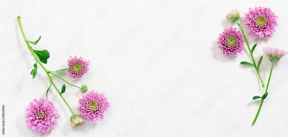 Creative minimalism style composition with aromatic purple chrysanthemum flowers on white marble background with copy space for your design. Spring holiday card mock up.