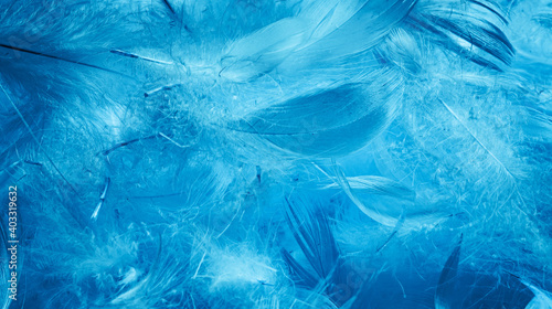 blue duck feathers with visible details. textura or background