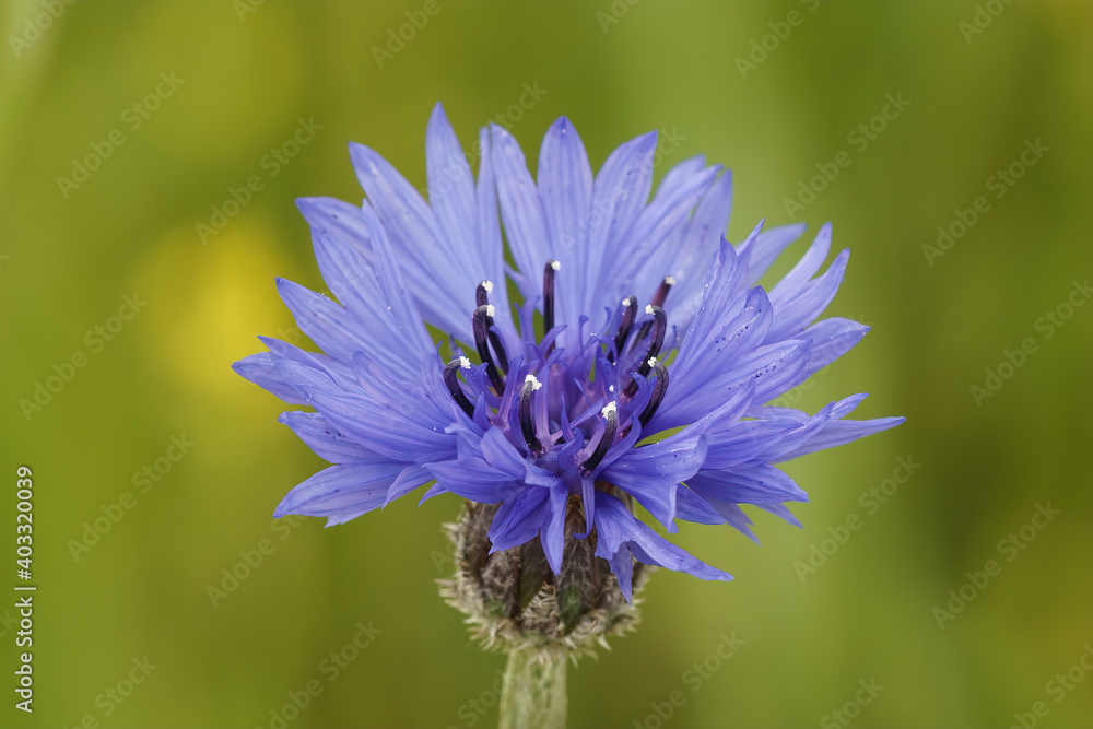 The brillant blue flower of the cornflower ( Centaurea cyanus ) offering a nice contrast with green background .... The brillant blue flower of the cornflower ( Centaurea cyanus ) offering a nice contrast with green background ....