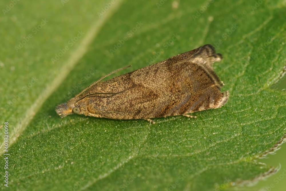 The round-winged drill , dichrorampha simpliciana, is small leafroller moth which can be found in many gardens The round-winged drill , dichrorampha simpliciana, is small leafroller moth which can be found in many gardens