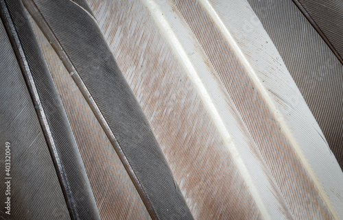 black, brown and white pigeon feathers macro photo
