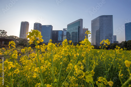 Yellow flowers in  Hamarikyu park  and skyscrapers  at background.   Beauty of nature in Tokyo
