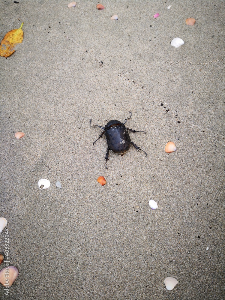 beetle on the sand beetle on the sand