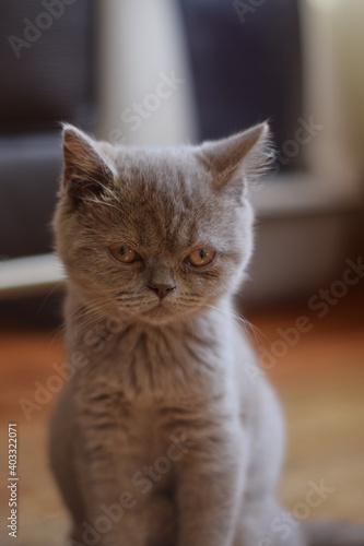 Fototapeta Naklejka Na Ścianę i Meble -  British Shorthair Cat