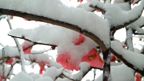 Rami con fiori rossi ricoperti di neve photo