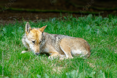 Fototapeta Naklejka Na Ścianę i Meble -  Un loup seul, couché dans l'herbe