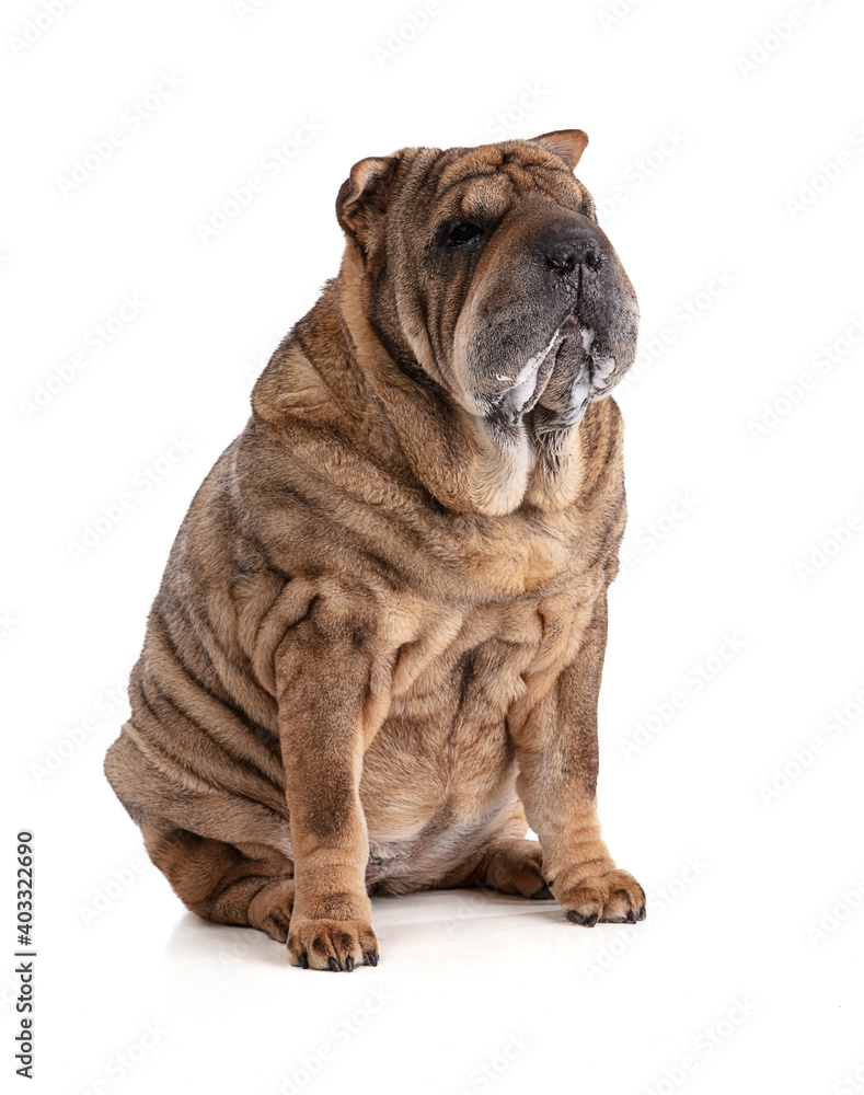 Old Shar-Pei (12 years old) isolated