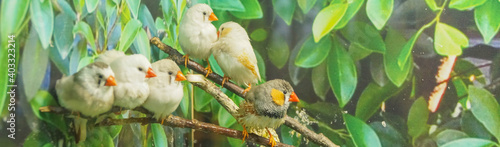 Group of Zebra finches perched on a branch, green leaves background banner