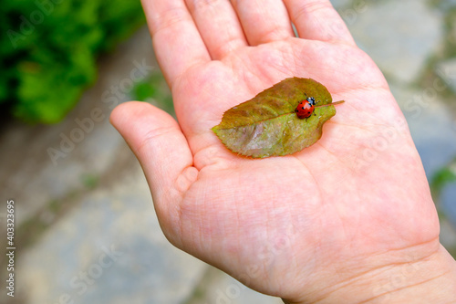 Close-up of woman hand hold a ladybug on leaf , luck concept, selective focus