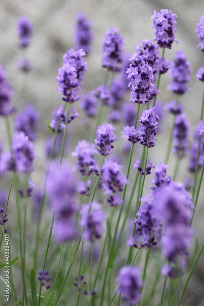 ラベンダーの花 ラベンダーの花
