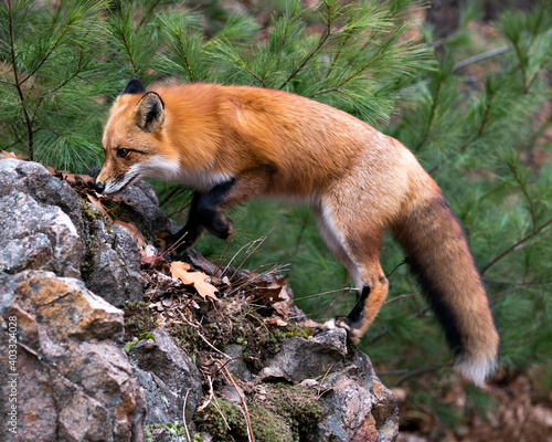 Red Fox photo stock. Fox image. Fox picture. Fox portrait. Fox  standing on moss rock with pine tree background in its environment and habitat.