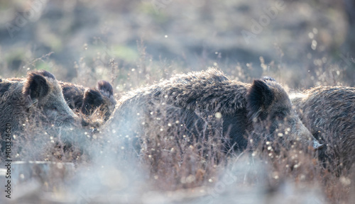 Photography Group of wild boars in forest
