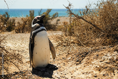 Magellanic Penguin posing, Punta Tombo, Patagonia, Argentina. photo