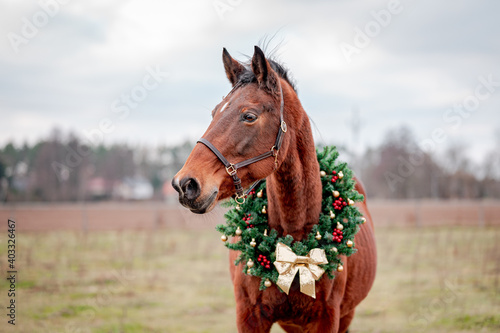Horse portrait on nature background with a christmas wreath. Beautiful christmas portrait of a horse stallion mare. © Eliška