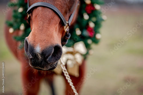 Horse portrait on nature background with a christmas wreath. Beautiful christmas detailed portrait of a horse stallion mare.