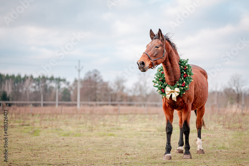 Horse portrait on nature background with a christmas wreath. Beautiful christmas portrait of a horse stallion mare.