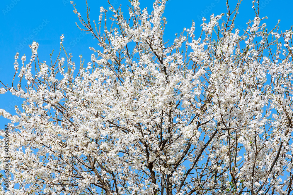 crown of blooming cherry on a background of blue sky.