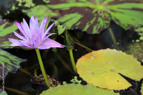 Beautiful purple water lilies surrounded by green leaves