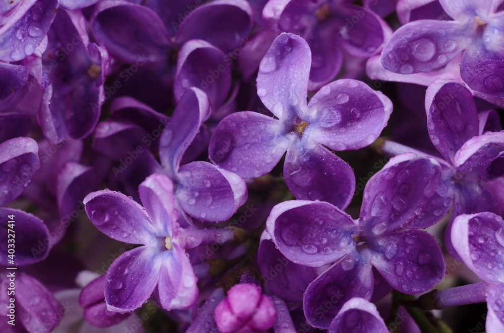 Beautiful purple lilac flowers. Macro photo of lilac spring flowers. Beautiful purple lilac flowers. Macro photo of lilac spring flowers.