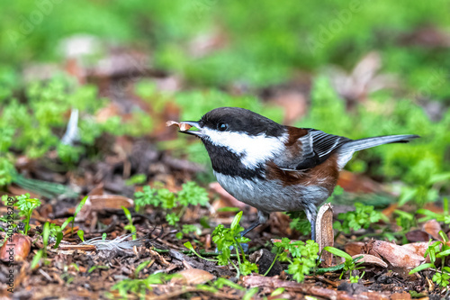 Black-capped Chickadee (Parus atricapillus) Searching for Food