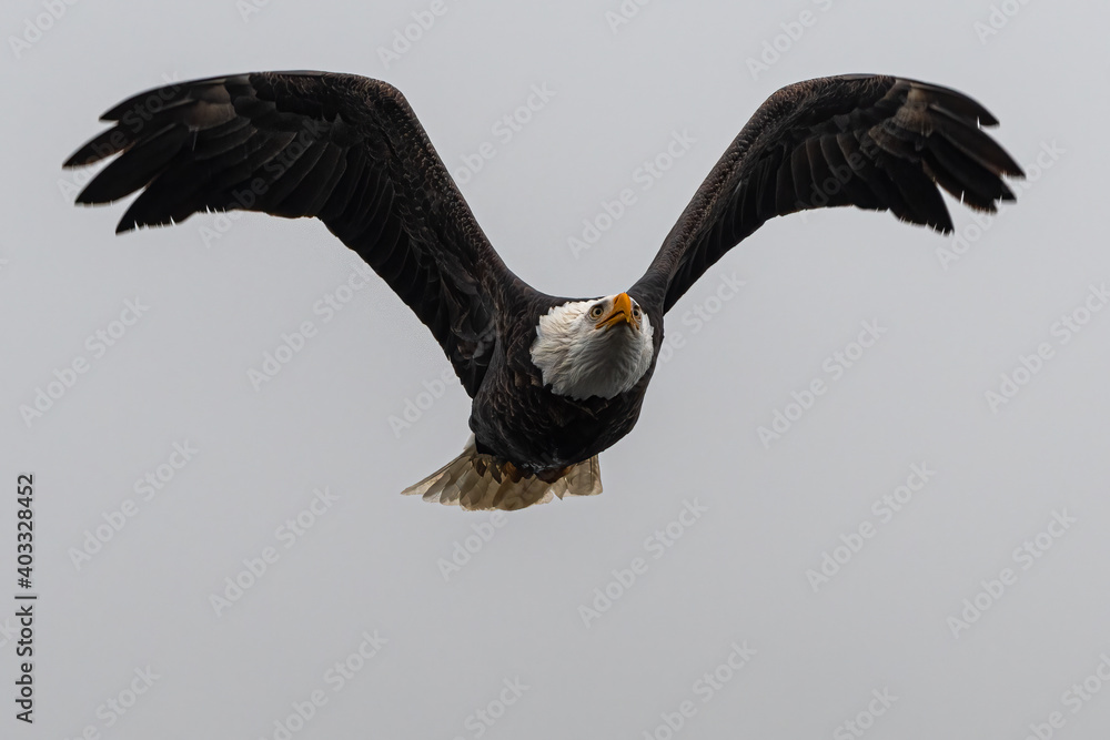 Obraz premium Flying Bald Eagle (Haliaeetus leucocephalus)