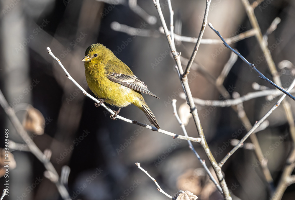 Fototapeta premium Lesser Goldfinch (Spinus psaltria) in Winter