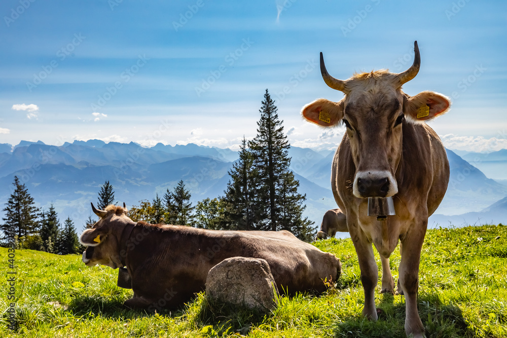 Die Kühe auf der Schweizer Alm Die Kühe auf der Schweizer Alm