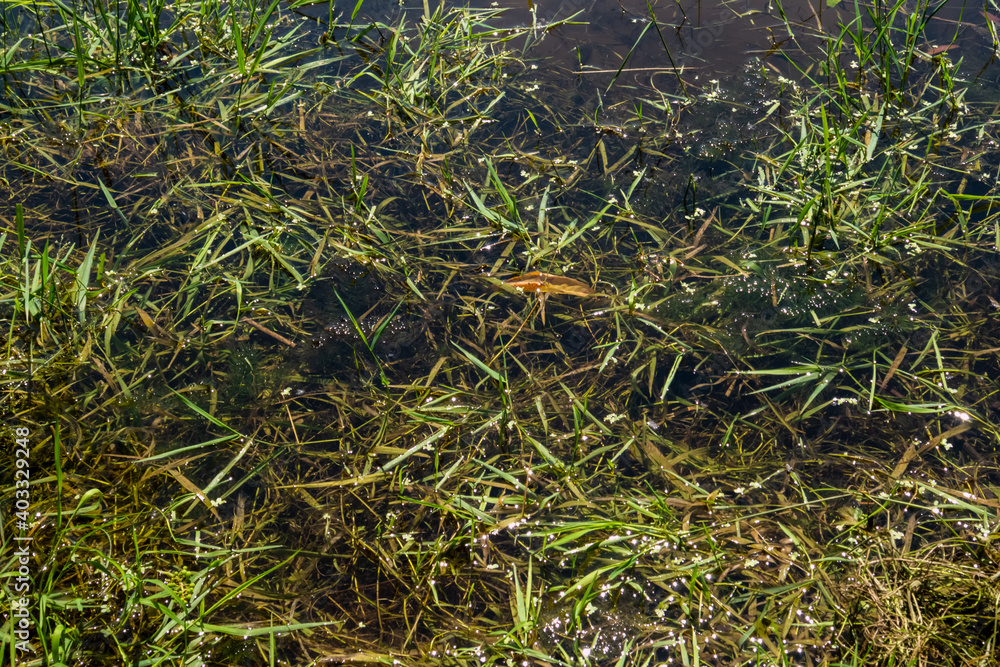 Green grass in the shallow on the riverside Green grass in the shallow on the riverside