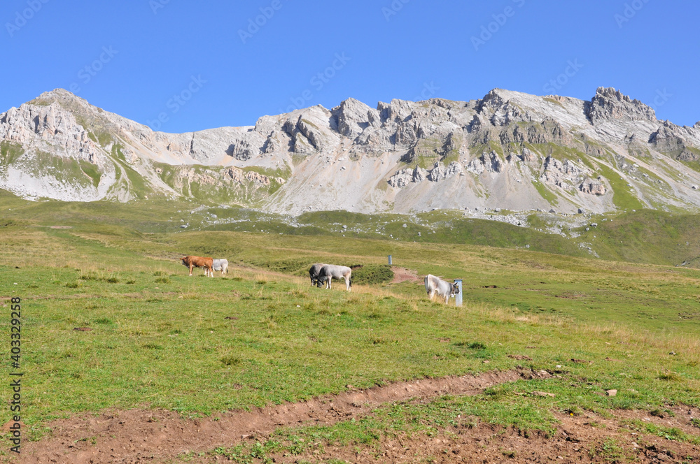 Krowy pasą się na łące wśród gór, Dolomity