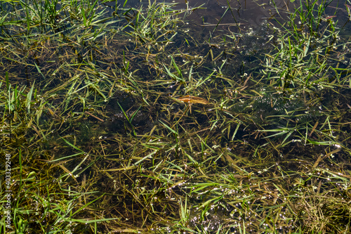 Green grass in the shallow on the riverside © Alex Yakunina