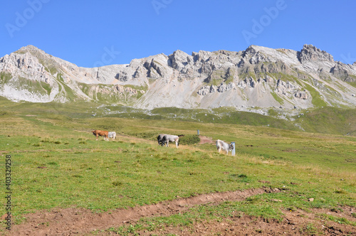 Krowy pasą się na łące wśród gór, Dolomity