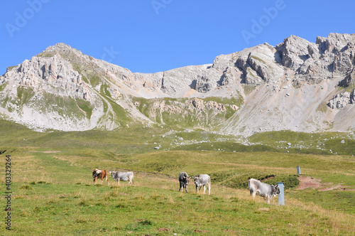 Krowy na pastwisku pod górskimi szczytami, Sassolungo, Dolomity