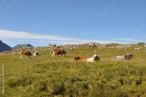 Cows graze on the alpine meadow in Dolomites in sunny day with mountain background 