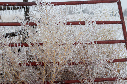 Ice covered tall grass in front of fencing