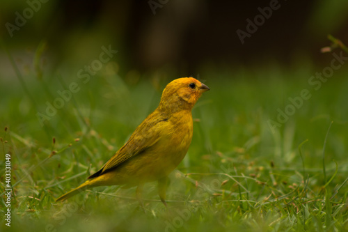 yellow exotic bird © joão lucas