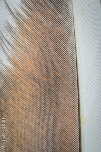 white and brown dove feather. background or textura
