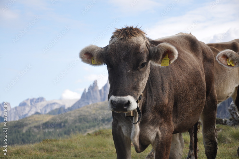 Alpine cow with the Dolomiti in backgroud, Italy