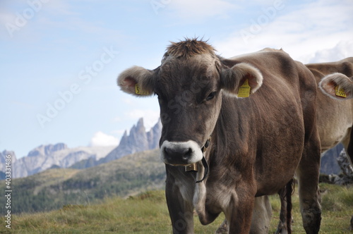 Alpine cow with the Dolomiti in backgroud  Italy