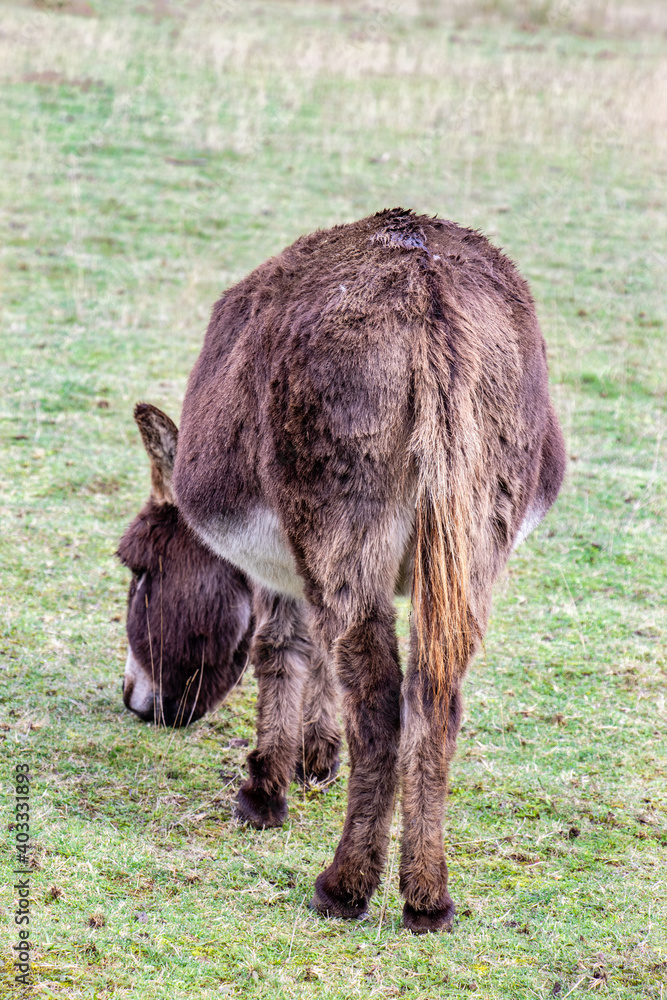 rear end of a donkey in a green pasture rear end of a donkey in a green pasture