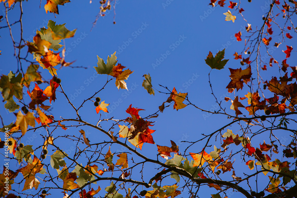 Leaves of maple tree in autumn, with golden color, and blue sky in the background Leaves of maple tree in autumn, with golden color, and blue sky in the background